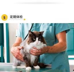 娱乐吃瓜酱猫传腹,揭秘“猫传腹”事件背后的真相与反思